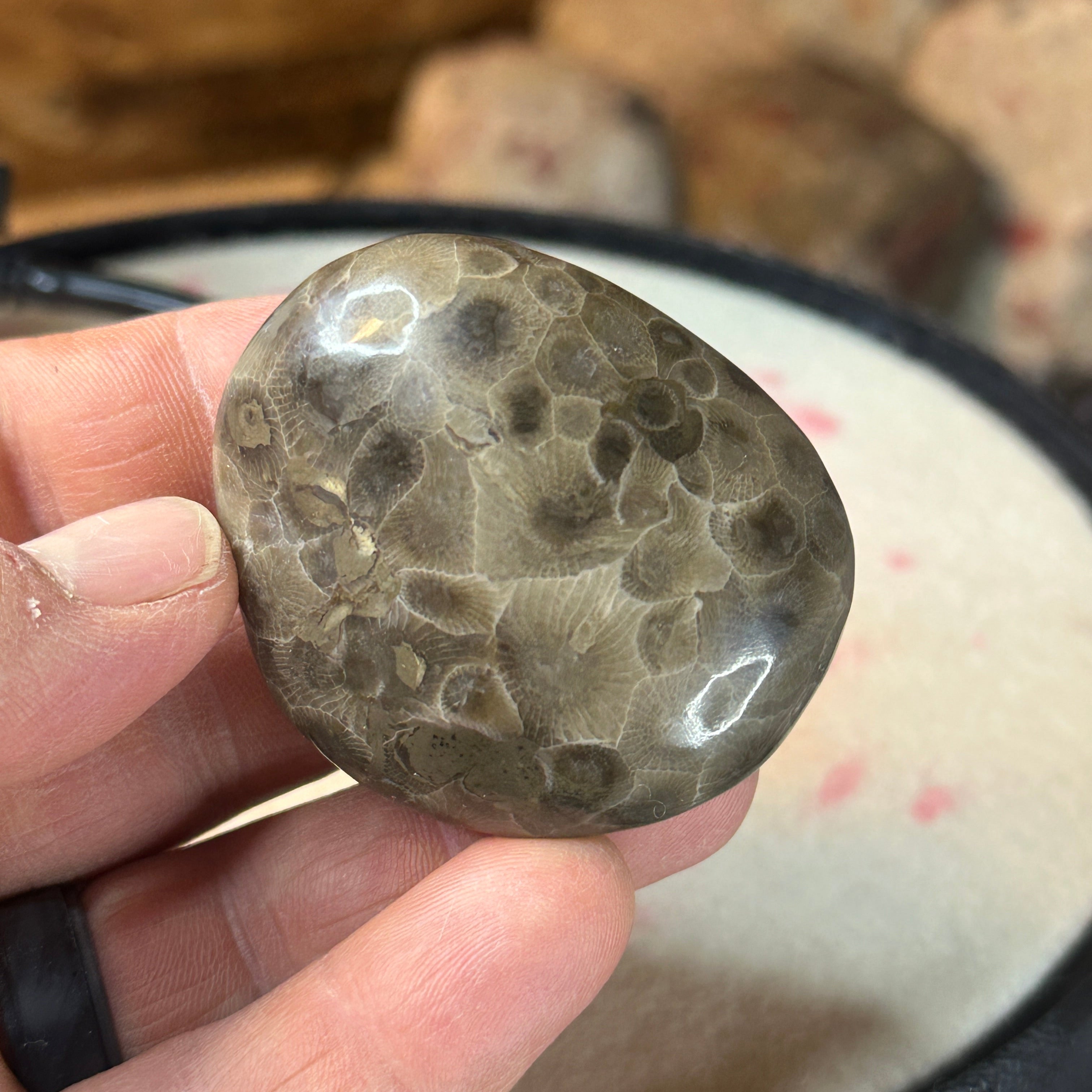 Polished Michigan Petoskey Stone - 037