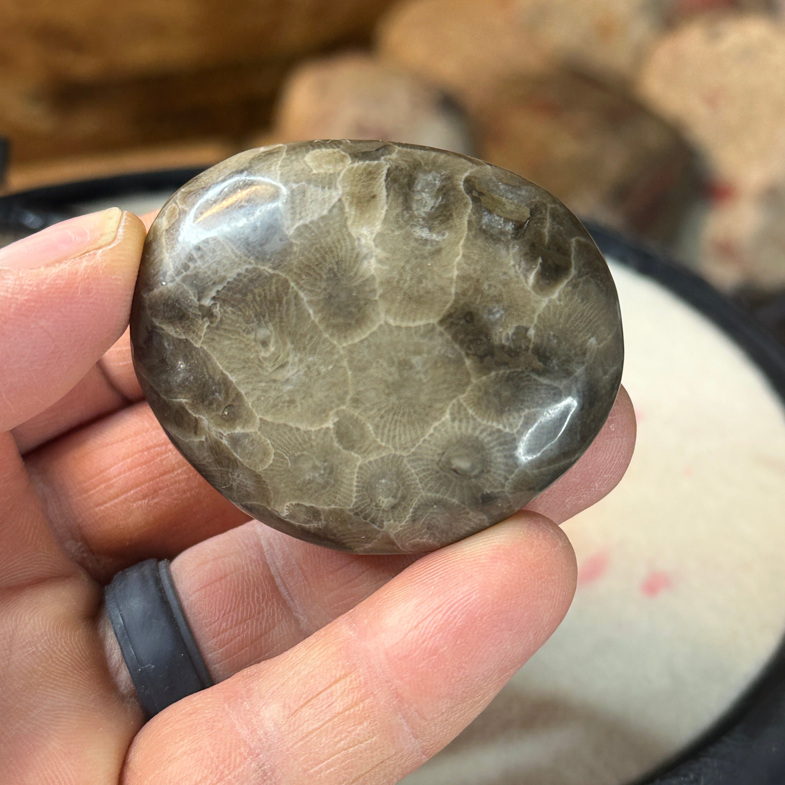 Polished Michigan Petoskey Stone - 037