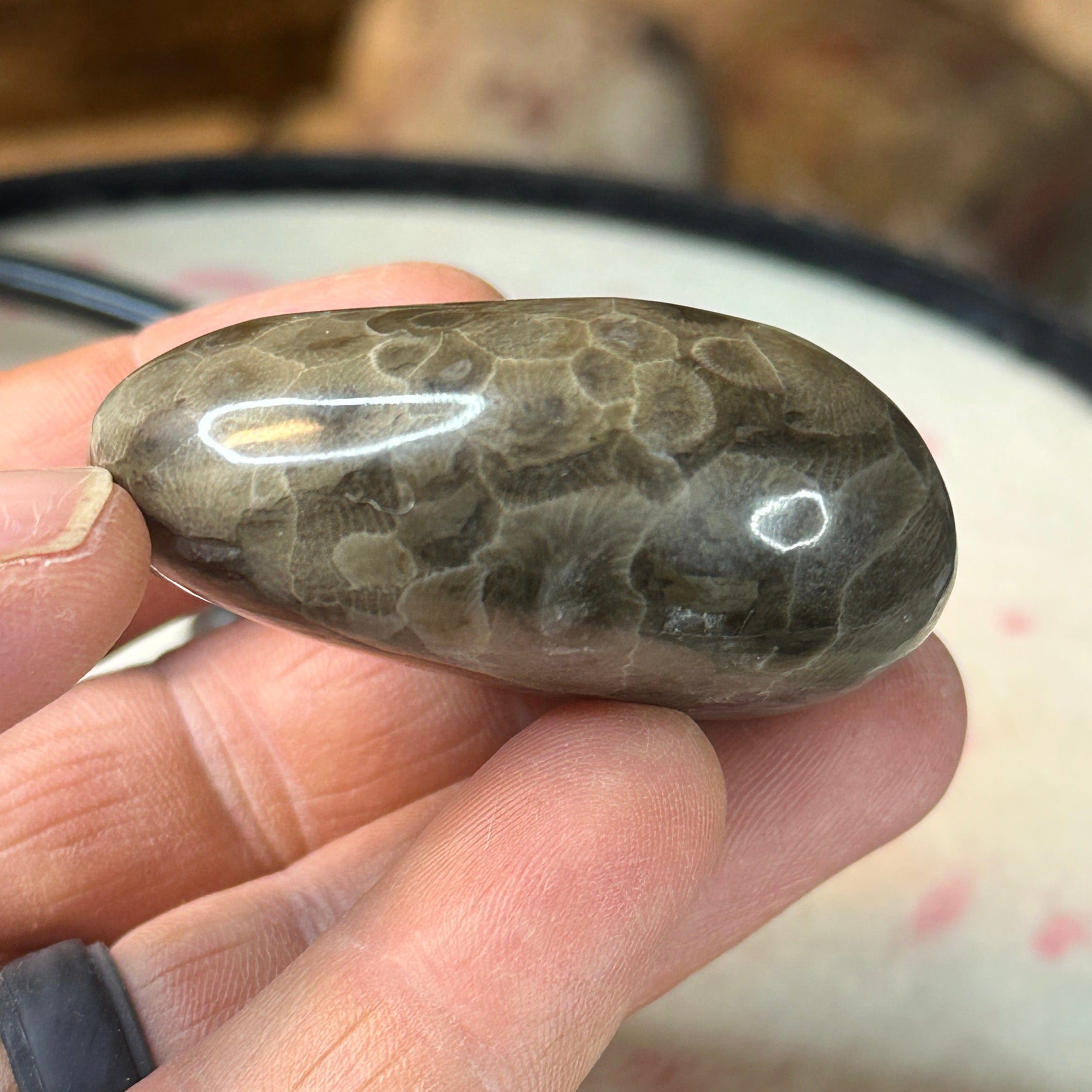 Polished Michigan Petoskey Stone - 037