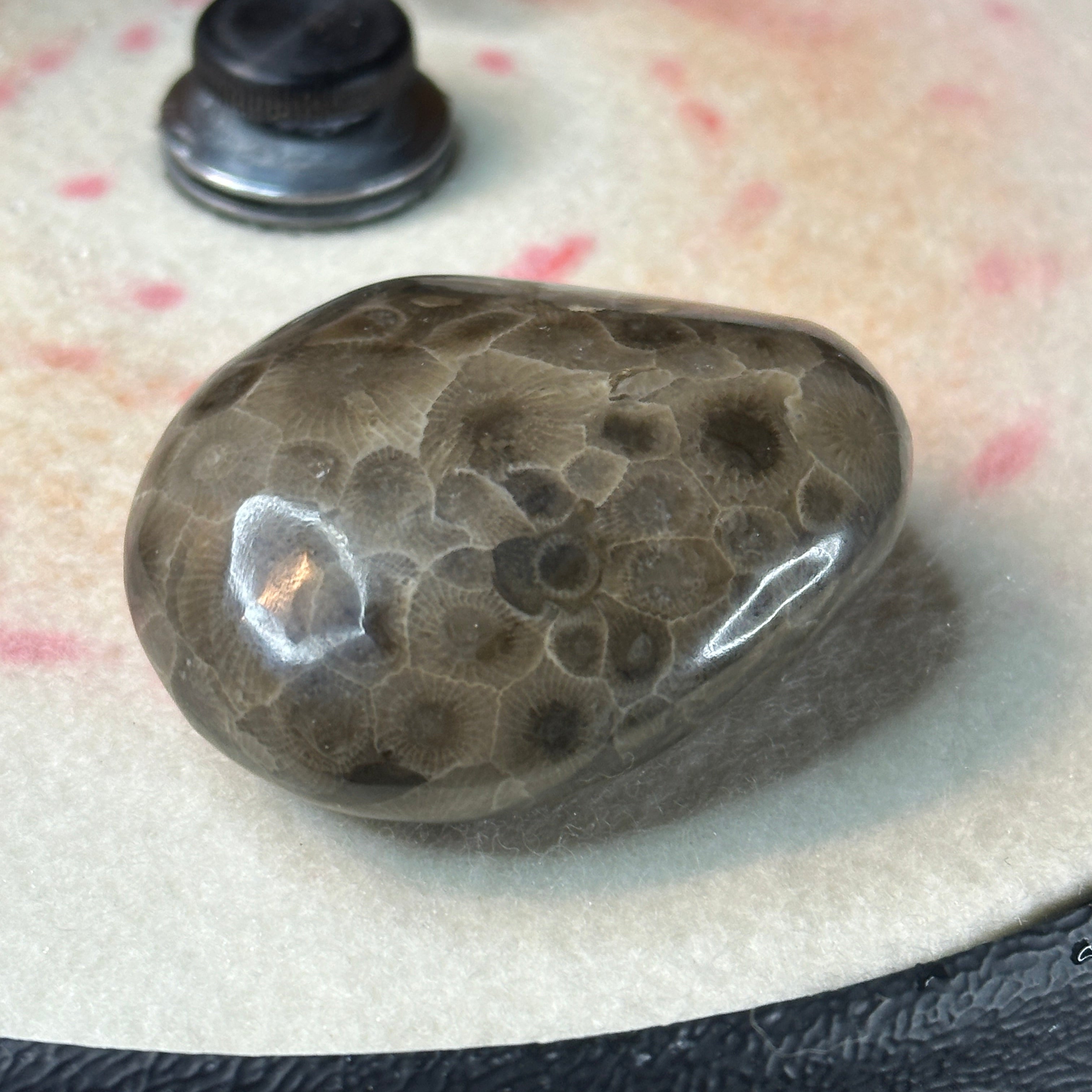 Polished Michigan Petoskey Stone - 037