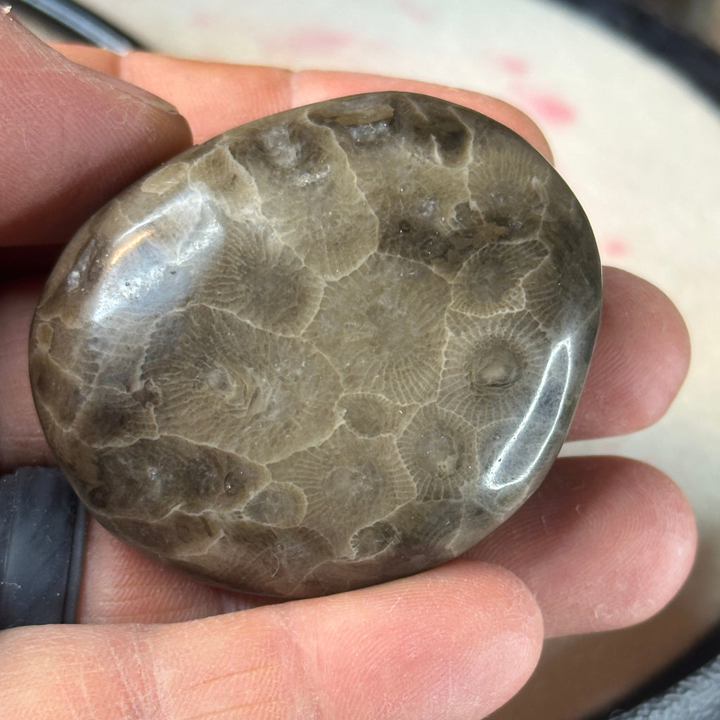Polished Michigan Petoskey Stone - 037