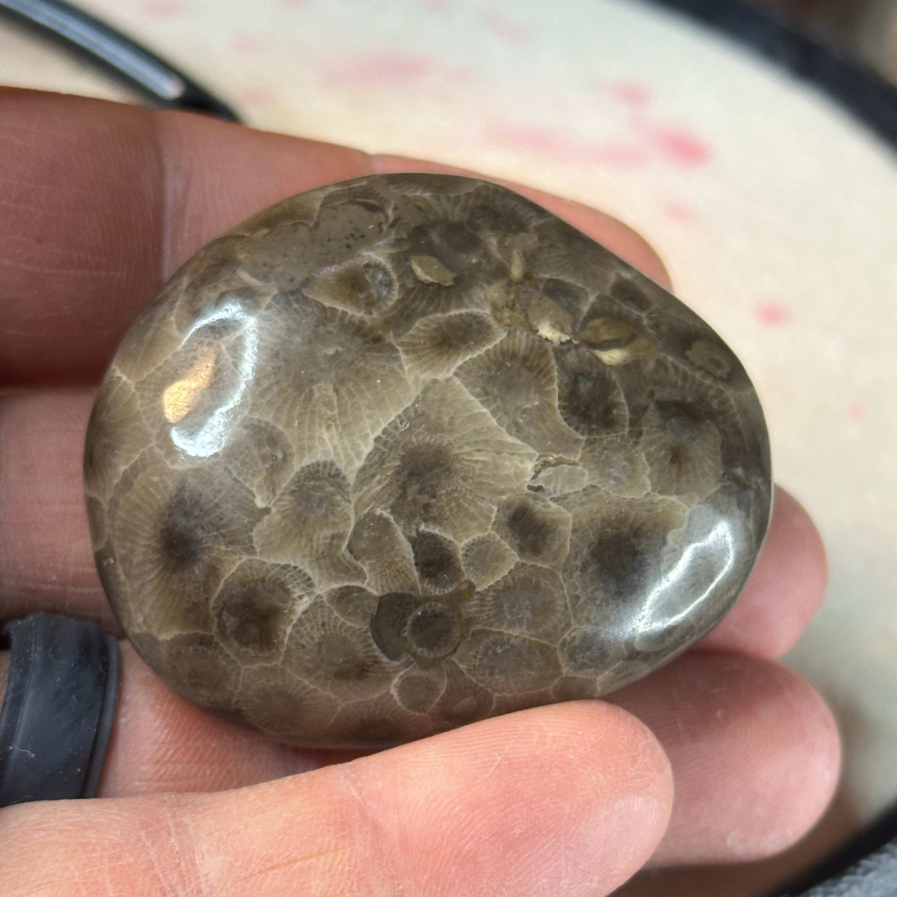 Polished Michigan Petoskey Stone - 037