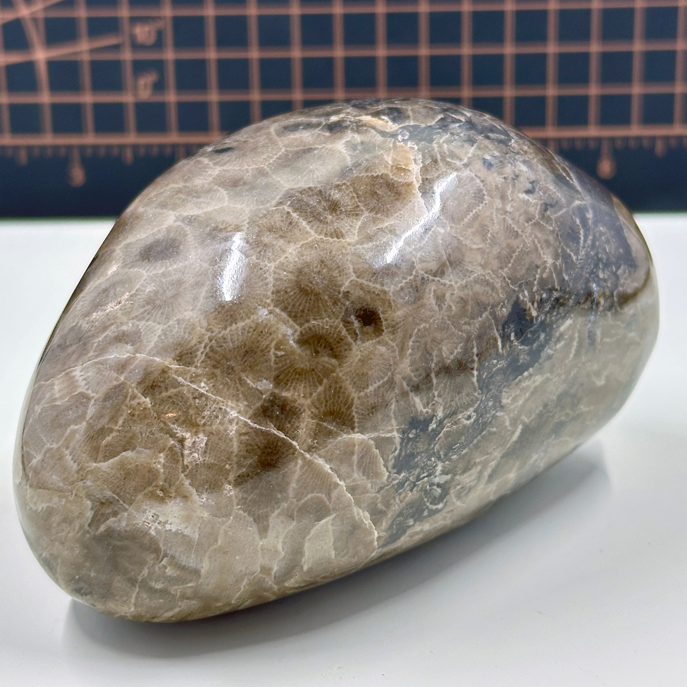 Polished Michigan Petoskey Stone with Crinoid and Cladapora inclusions