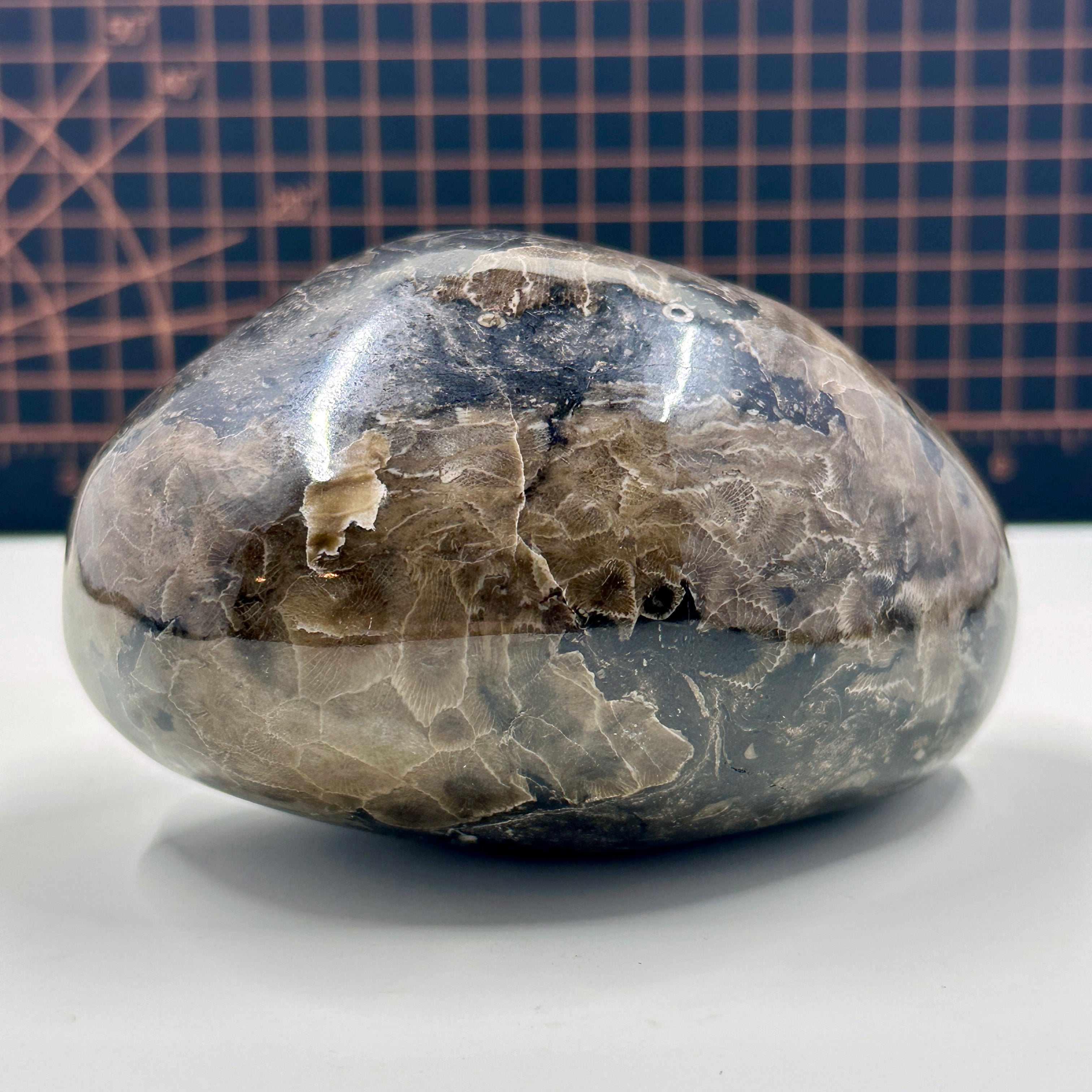 Polished Michigan Petoskey Stone with Crinoid and Cladapora inclusions