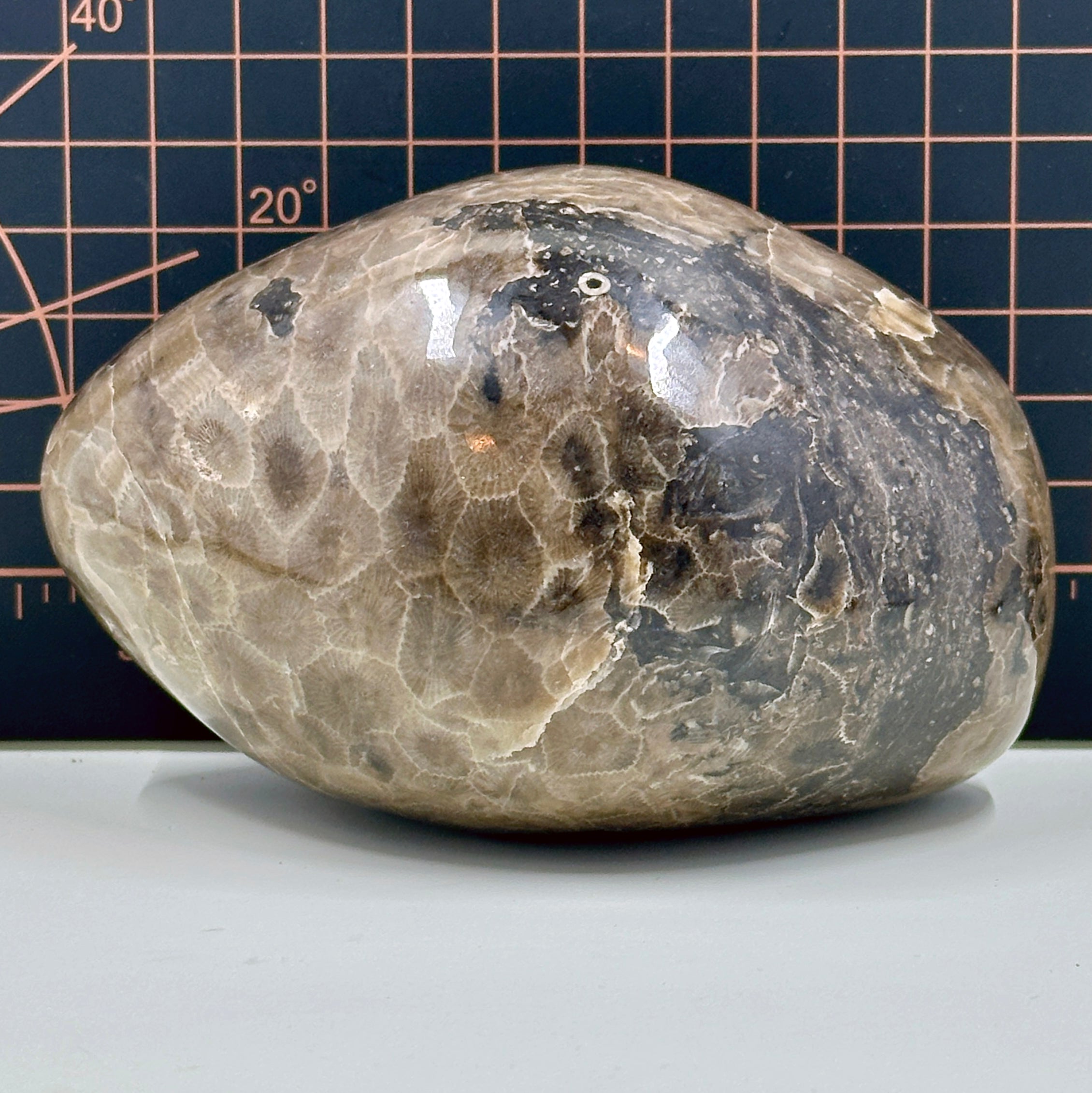 Polished Michigan Petoskey Stone with Crinoid and Cladapora inclusions