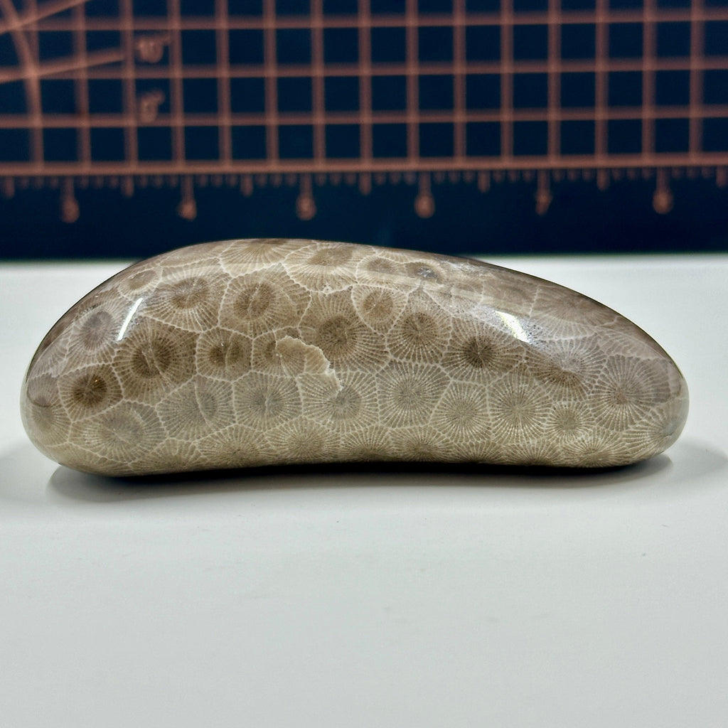 Polished Michigan Petoskey Stone - 026