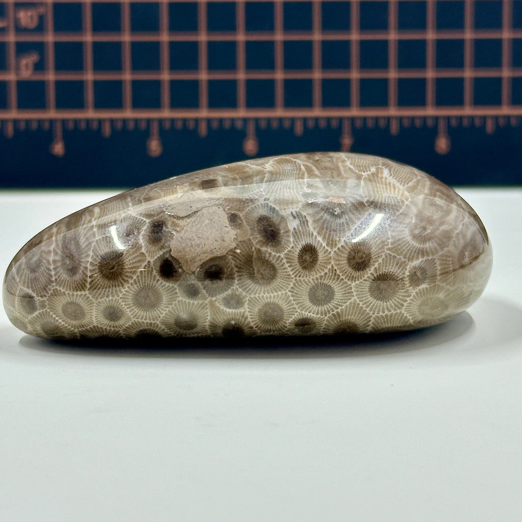 Polished Michigan Petoskey Stone - 026