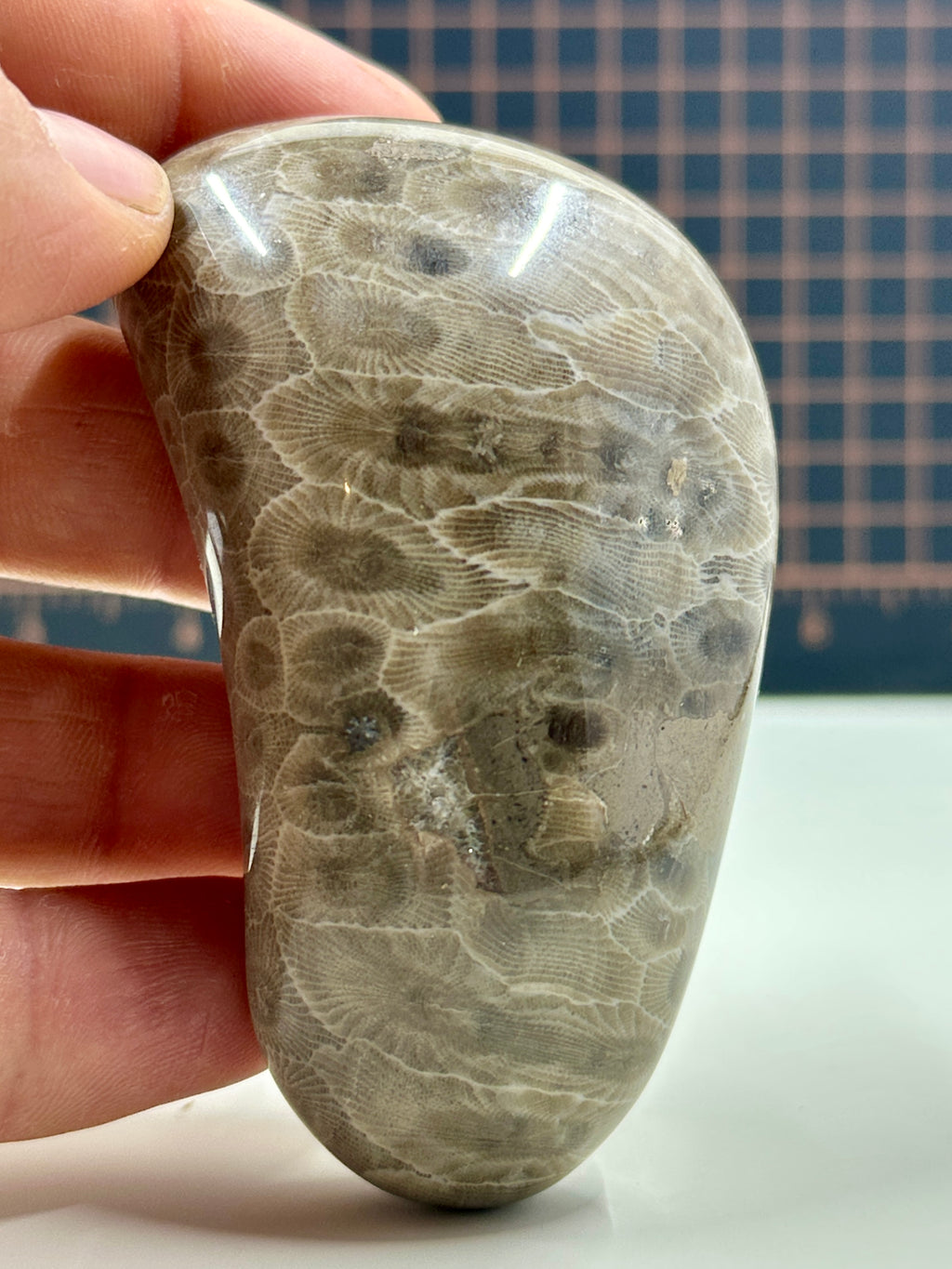 Polished Michigan Petoskey Stone - 026