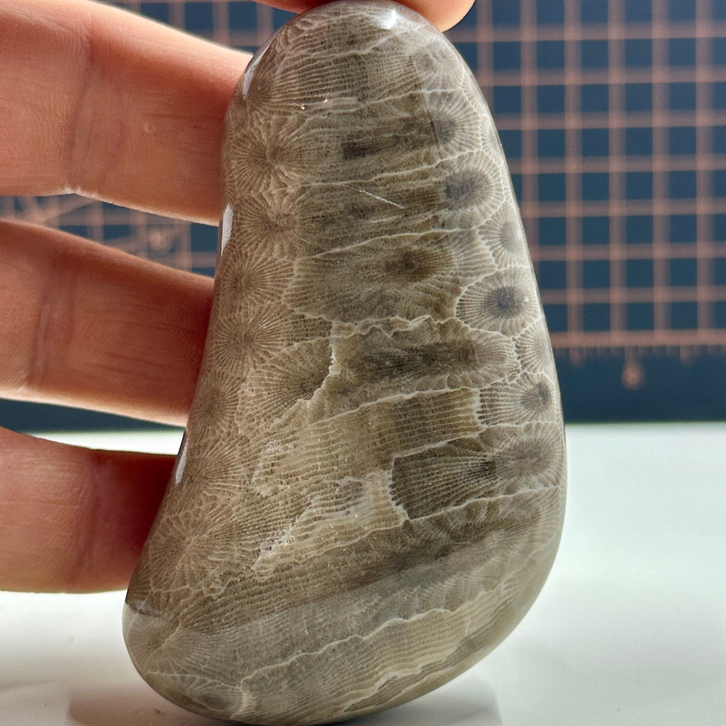 Polished Michigan Petoskey Stone - 026