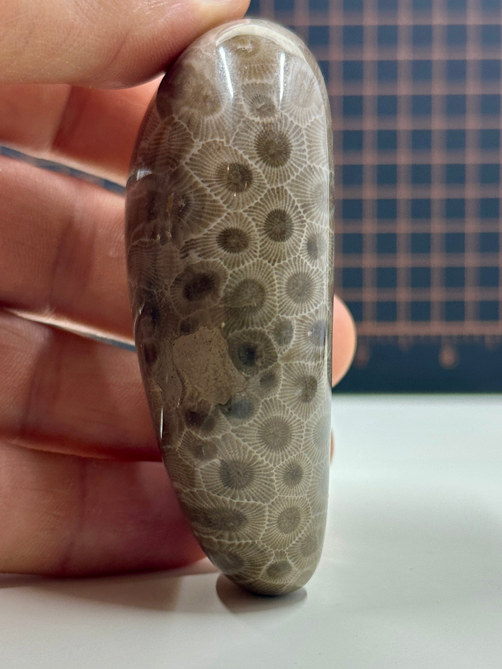 Polished Michigan Petoskey Stone - 026
