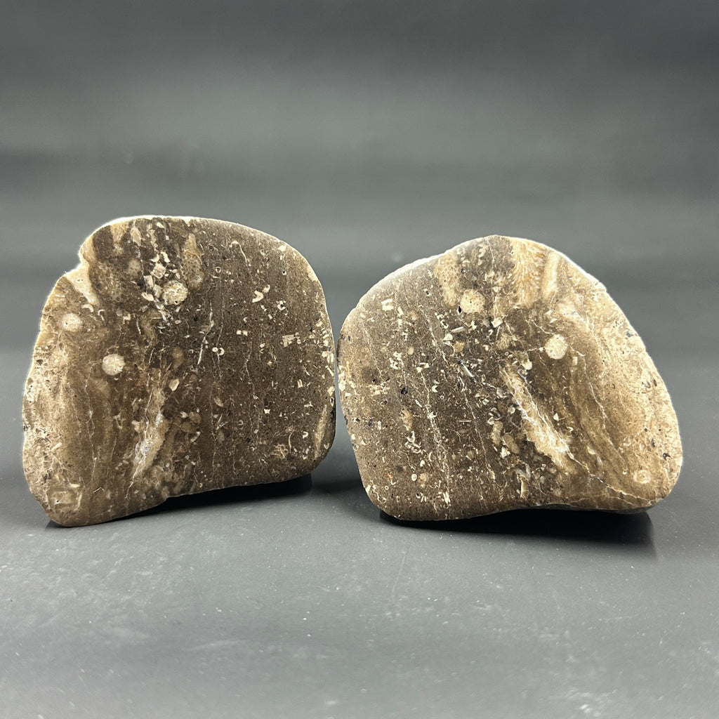 Crinoid & Cladopora Fossil “Soup” Stone Pair – Michigan Fossil Specimens