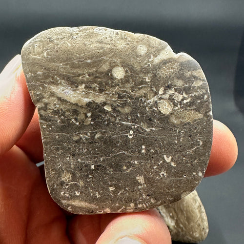 Crinoid & Cladopora Fossil “Soup” Stone Pair – Michigan Fossil Specimens