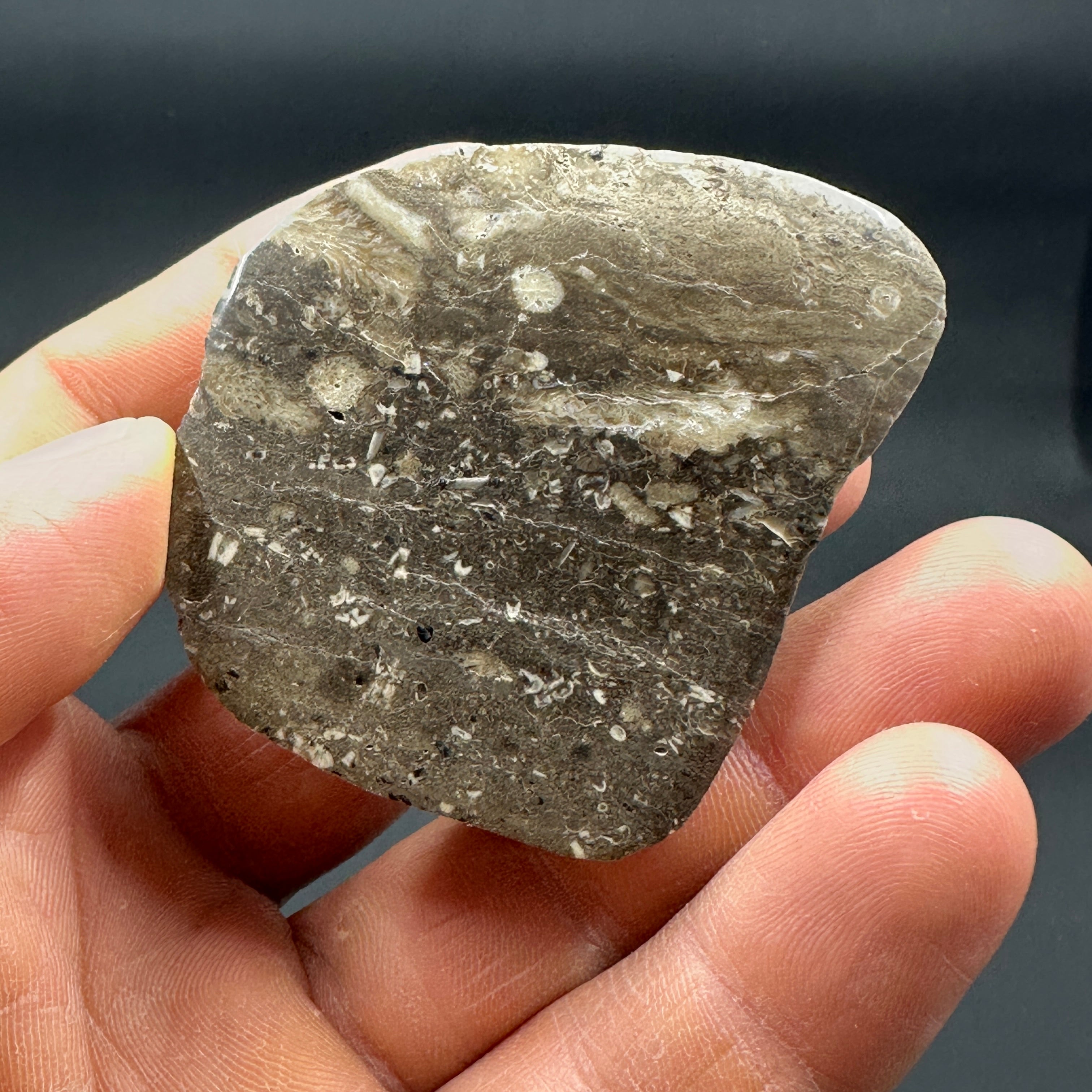 Crinoid & Cladopora Fossil “Soup” Stone Pair – Michigan Fossil Specimens