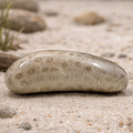 Polished Michigan Petoskey Stone - 026